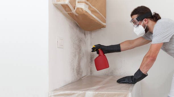 Professional Black Mold Removal technician working in Wrightsville, GA