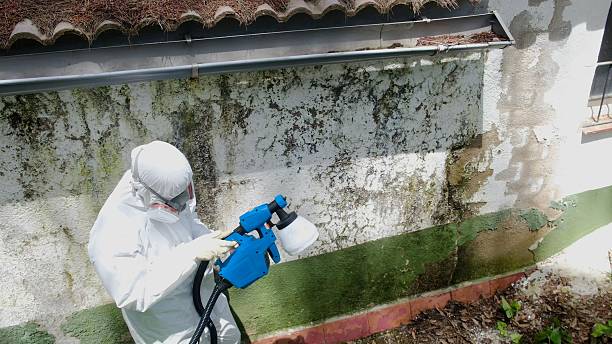 Trusted Black Mold Removal service in Wrightsville, GA - Cheap Mold Removal